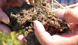 Chathill Monitor Farm on tour: Soil secrets with Joel Williams